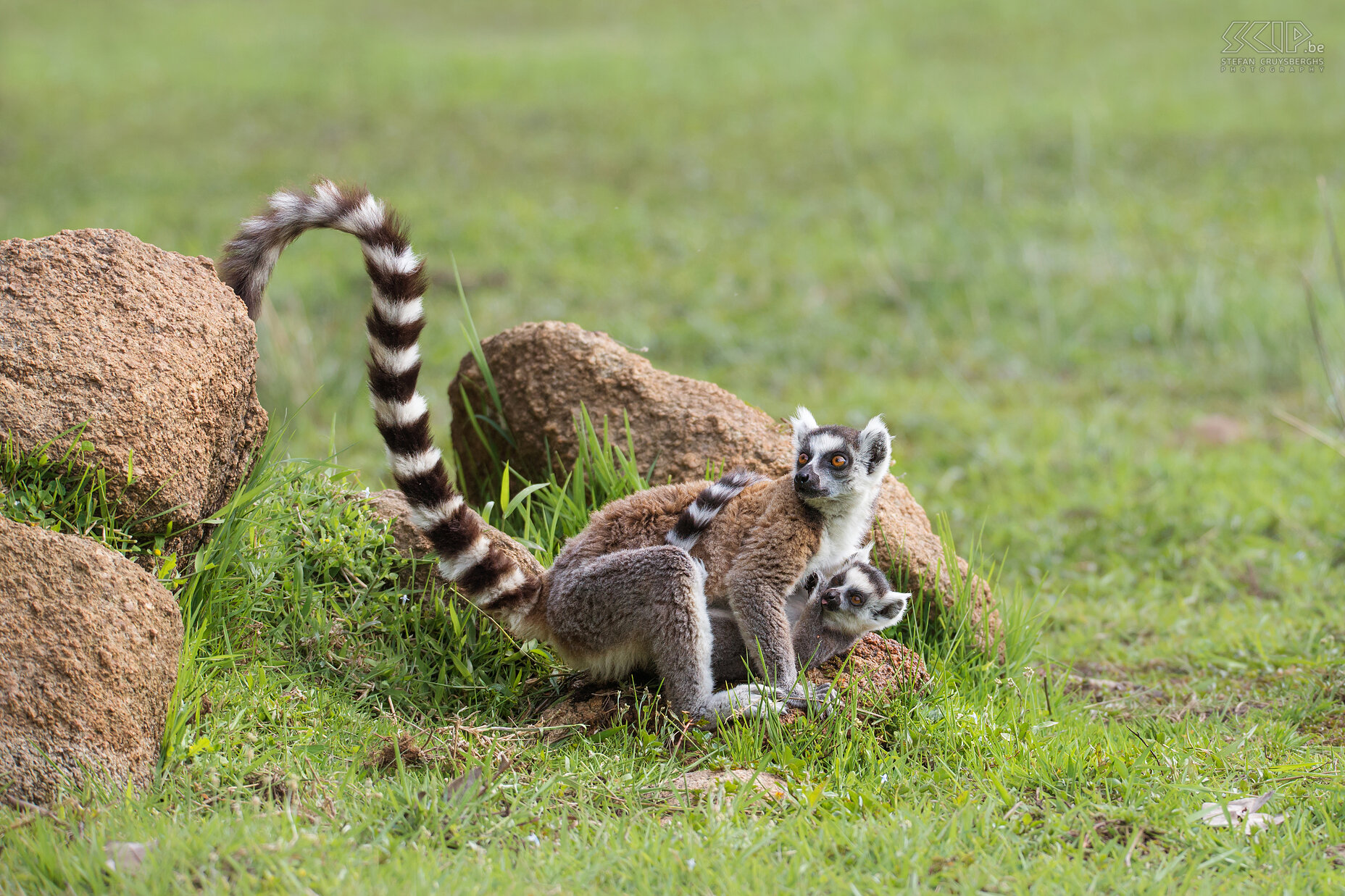 Anja - Ringstaartmaki met baby De ringstaartmaki’s in het Anja Communicaty Reserve zijn niet bang van mensen en het is dan ook fantastisch om deze prachtige dieren op korte afstand te kunnen zien. De ringstaartmaki (Ring-tailed lemur, Lemur catta) is de meest bekende maki die ook in dierentuinen over de hele wereld terug te vinden is. Baby ringstaartmaki’s worden geboren in september of oktober. De eerste weken worden ze op de borst gedragen en nadien op de rug. Stefan Cruysberghs